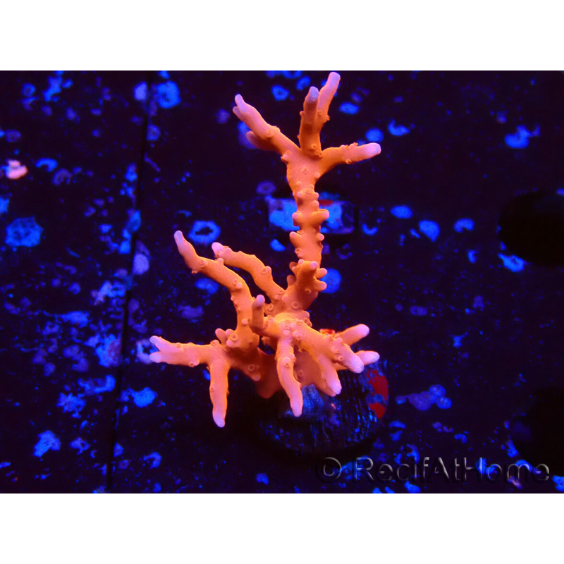 WYSIWYG - JF TNT Anacropora 1Y1