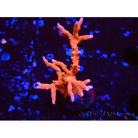 WYSIWYG - JF TNT Anacropora
