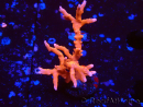 WYSIWYG - JF TNT Anacropora 1Y1