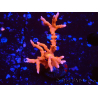 WYSIWYG - JF TNT Anacropora