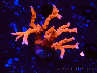 WYSIWYG - JF TNT Anacropora 1Y2