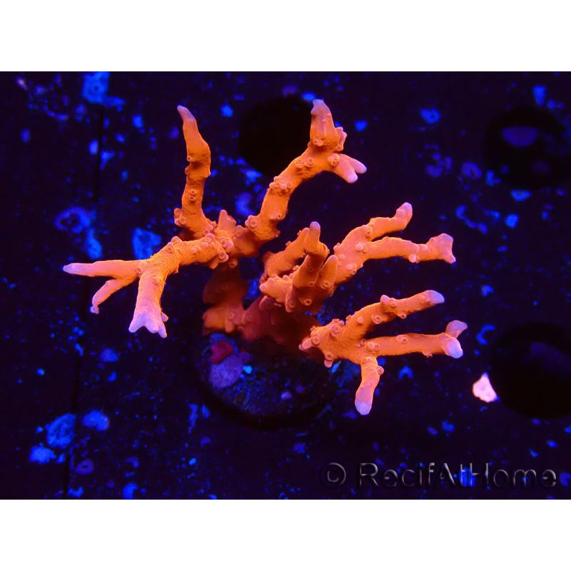 WYSIWYG - JF TNT Anacropora