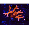 WYSIWYG - JF TNT Anacropora