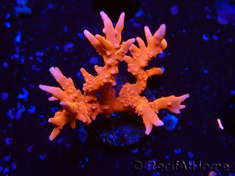 WYSIWYG - JF TNT Anacropora