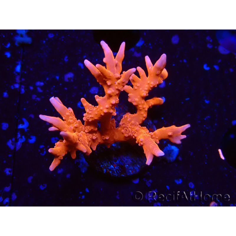 WYSIWYG - JF TNT Anacropora 18D1