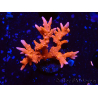 WYSIWYG - JF TNT Anacropora