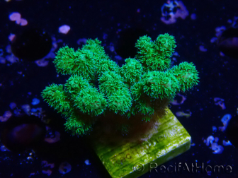 WYSIWYG Pocillopora damicornis yellow-green
