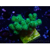 WYSIWYG Pocillopora damicormis giallo verde