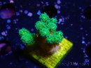 WYSIWYG Pocillopora damicormis jaune vert