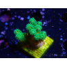 WYSIWYG Pocillopora damicormis jaune vert