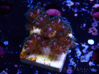 WYSIWYG Pocillopora damicornisrose