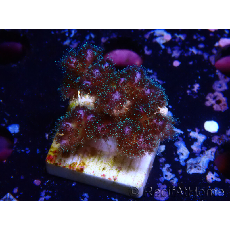 WYSIWYG Pocillopora damicornisrose