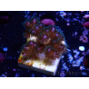 WYSIWYG Pocillopora damicornis rosa