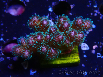 WYSIWYG Pocillopora damicornis rosa