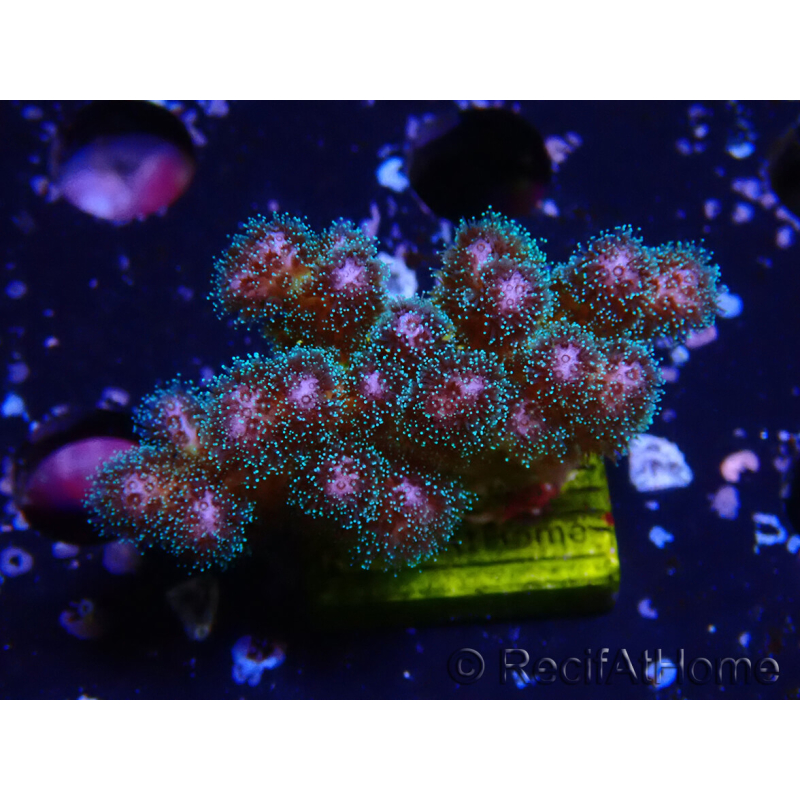 WYSIWYG Pocillopora damicornisrose 1C3