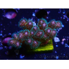 WYSIWYG Pocillopora damicornisrose 1C3