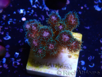WYSIWYG Pocillopora damicornis rosa