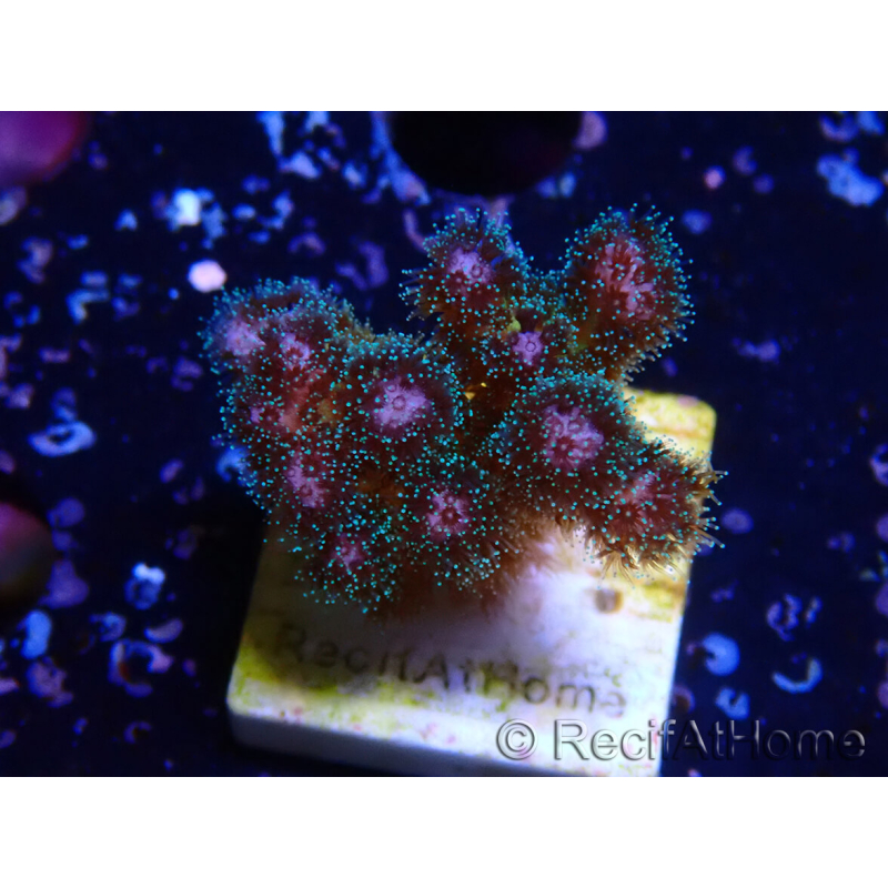 WYSIWYG Pocillopora damicornis rosa