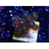 WYSIWYG Pocillopora damicornis rosa