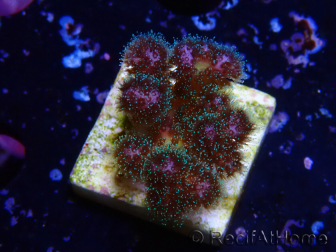 WYSIWYG Pocillopora damicornis pink
