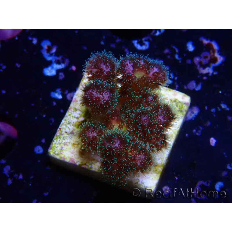 WYSIWYG Pocillopora damicornis rosa