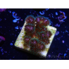 WYSIWYG Pocillopora damicornis pink