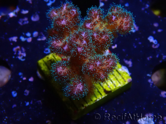 WYSIWYG Pocillopora damicornisrose 1C6