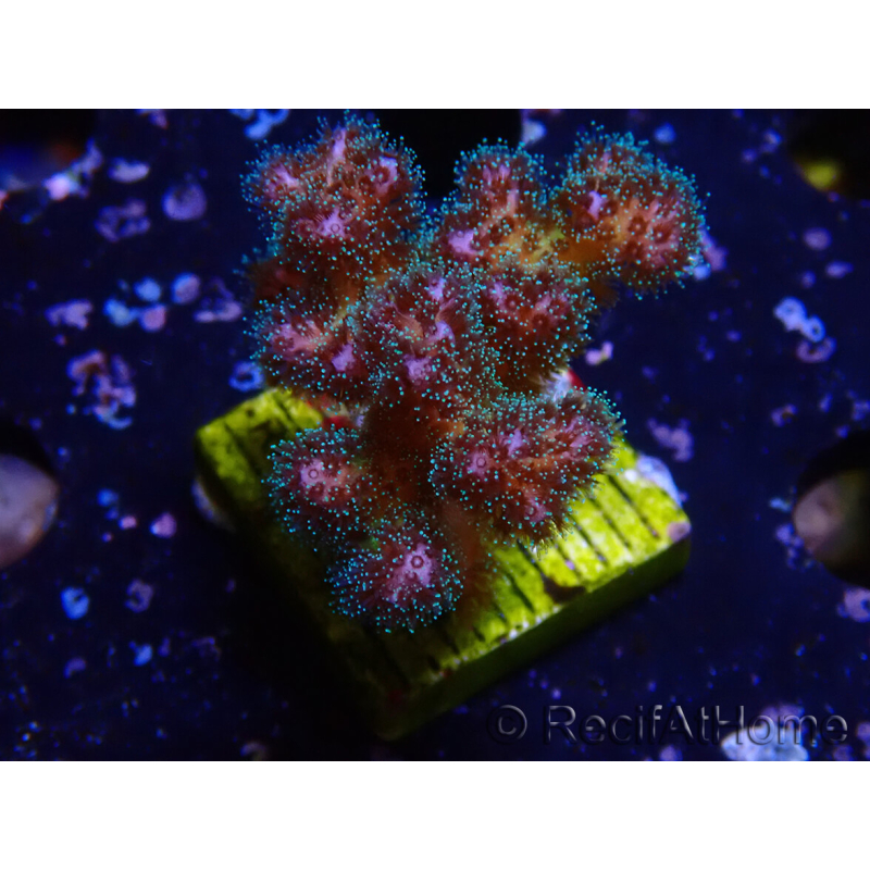 WYSIWYG Pocillopora damicornis rosa