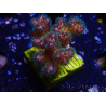 WYSIWYG Pocillopora damicornisrose