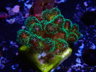 WYSIWYG Pocillopora damicormis Oro folle