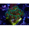 WYSIWYG Pocillopora damicormis Oro insano