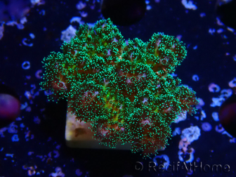 WYSIWYG Pocillopora damicormis Gold insane