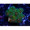 WYSIWYG Pocillopora damicormis Gold insane