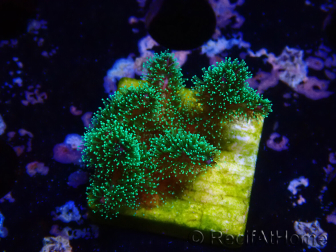WYSIWYG Pocillopora damicornis tricolor