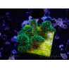 WYSIWYG Pocillopora damicornis tricolor