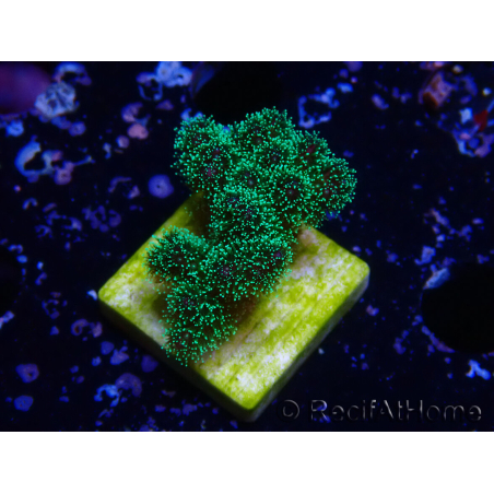 WYSIWYG Pocillopora damicormis tricolor