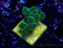WYSIWYG Pocillopora damicormis tricolor