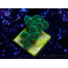 WYSIWYG Pocillopora damicornis tricolor