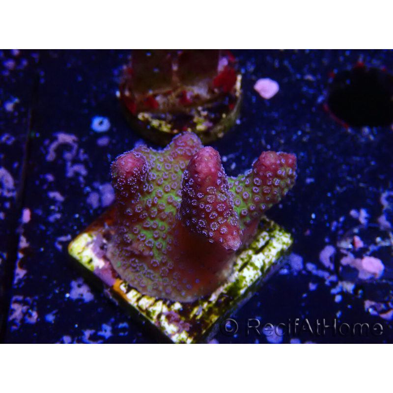 WYSIWYG - Stylophora Pink and Green Bush 1G1