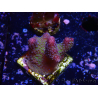 WYSIWYG - Stylophora Pink and Green Bush 1G1