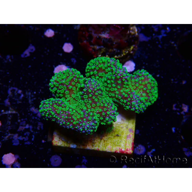 WYSIWYG Stylophora Rose fluoreszierende grüne Polypen