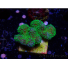 WYSIWYG Stylophora Rose polypes vert fluo 1H1