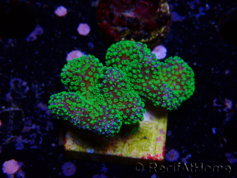 WYSIWYG Stylophora Rosa fluoreszierende grüne Polypen