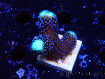 WYSIWYG Stylophora milka