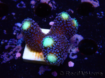 WYSIWYG Stylophora milka