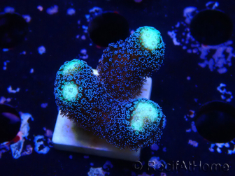 WYSIWYG Stylophora milka