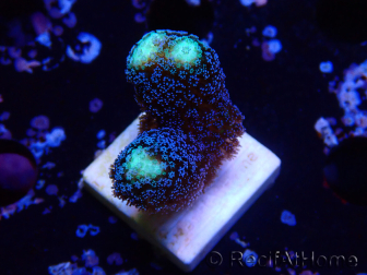 WYSIWYG Stylophora milka 1I5