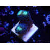 WYSIWYG Stylophora milka 1I5