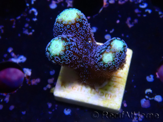 WYSIWYG Stylophora milka 1I6