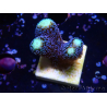 WYSIWYG Stylophora milka 1I6